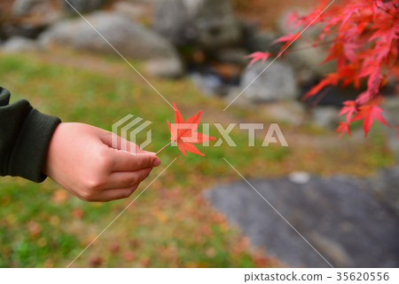 秋葉和孩子的手 35620556