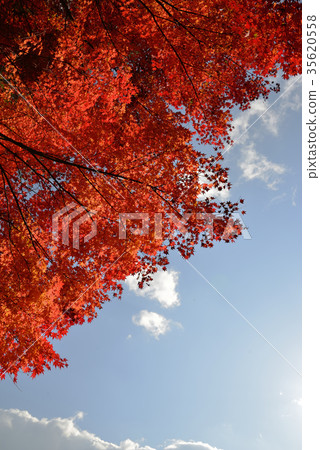 晚秋葉和秋天的天空 35620558