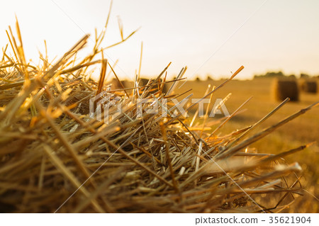 Straw closeup at sunset 35621904