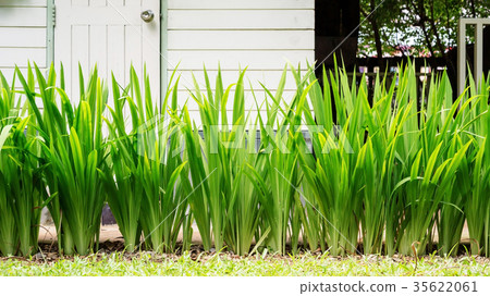 pandanus plant in a vegetable garden. pandanus plant in a vegetable garden. 35622061