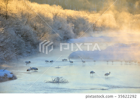 嚴重冷鶴 35622292