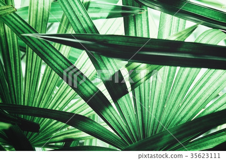 Palms leaves 35623111