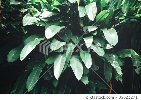 Tropical leaves background Tropical leaves background 35623271