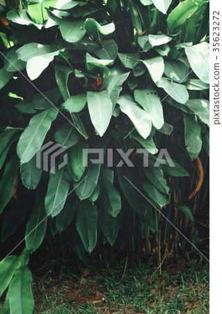 Tropical leaves background Tropical leaves background 35623272