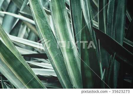 Agave Agave 35623273
