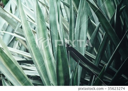 Agave Agave 35623274