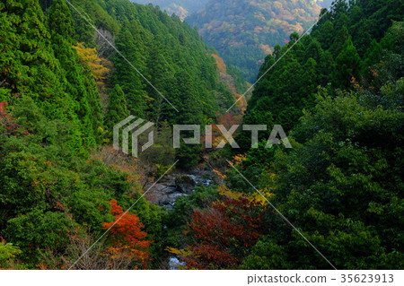 Nakaokugawa的秋天(奈良吉野郡川上村) Nakaokugawa的秋天(奈良吉野郡川上村) 35623913