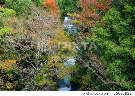 Autumn of Nakaokugawa (Kawakami-mura, Yoshino-gun, Nara) 35623922