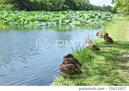 休息由水的鴨子 35623927