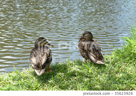 基於江邊的鴨子 35623928