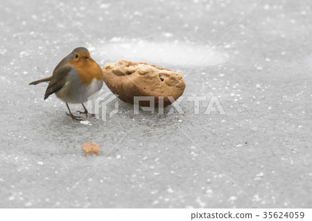 Robin redbreast (Erithacus rubicula) Robin redbreast (Erithacus rubicula) 35624059