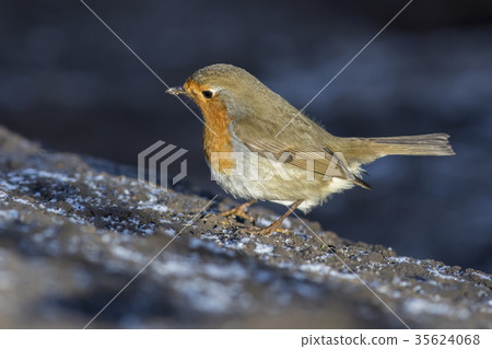 Robin redbreast (Erithacus rubicula) 35624068