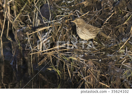 Water pipit (Anthus spinoletta) Water pipit (Anthus spinoletta) 35624102