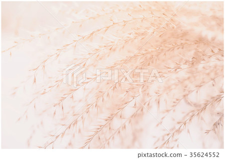 Close-up soft beige image of ornamental Feather 35624552