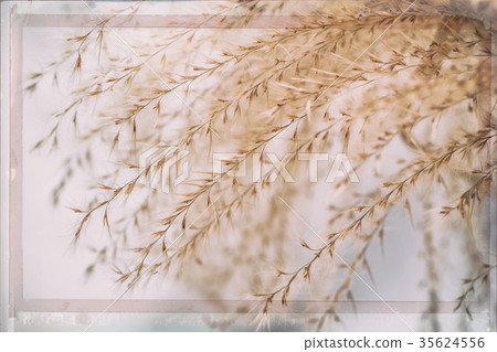 Close-up of ornamental soft Feather Grass similar 35624556