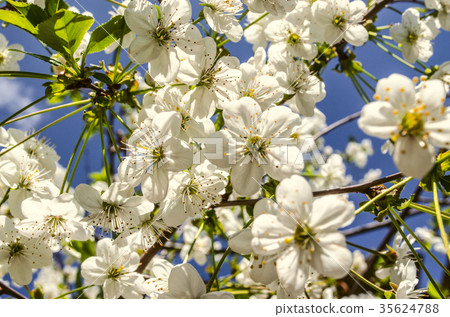 White flowers of cherry and leaves the blue sky White flowers of cherry and leaves the blue sky 35624788