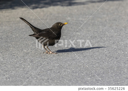 Blackbird (Turdus merula) Blackbird (Turdus merula) 35625226