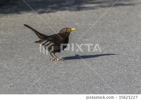 Blackbird (Turdus merula) Blackbird (Turdus merula) 35625227