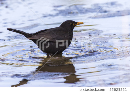 Blackbird (Turdus merula) Blackbird (Turdus merula) 35625231