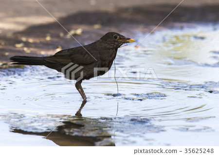 Blackbird (Turdus merula) Blackbird (Turdus merula) 35625248