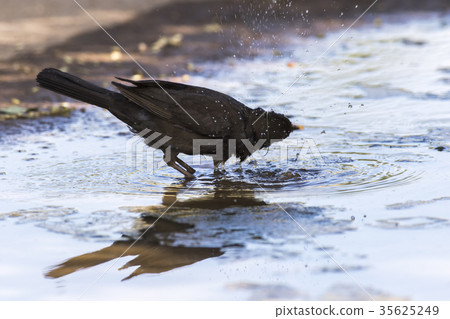 Blackbird (Turdus merula) Blackbird (Turdus merula) 35625249