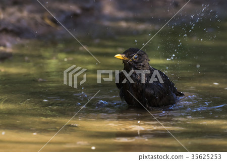 Blackbird (Turdus merula) 35625253