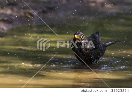 Blackbird (Turdus merula) 35625254