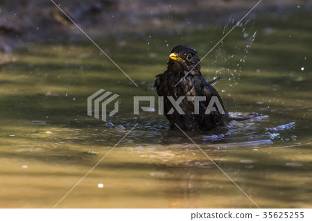 Blackbird (Turdus merula) 35625255