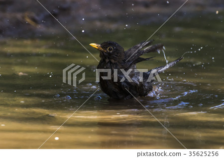 Blackbird (Turdus merula) Blackbird (Turdus merula) 35625256