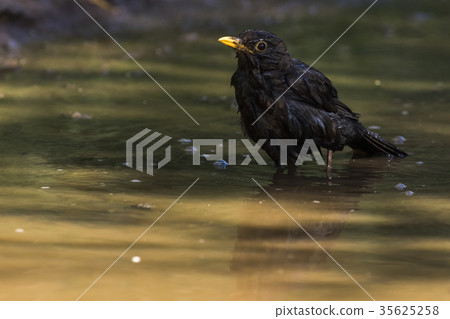 Blackbird (Turdus merula) Blackbird (Turdus merula) 35625258