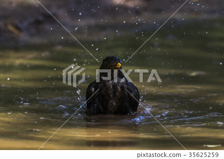 Blackbird (Turdus merula) Blackbird (Turdus merula) 35625259