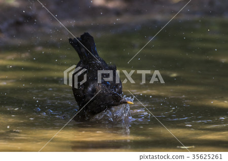Blackbird (Turdus merula) Blackbird (Turdus merula) 35625261