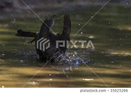 Blackbird (Turdus merula) Blackbird (Turdus merula) 35625266