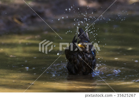 Blackbird (Turdus merula) 35625267