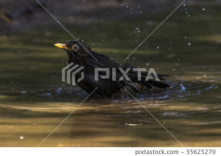 Blackbird (Turdus merula) Blackbird (Turdus merula) 35625270
