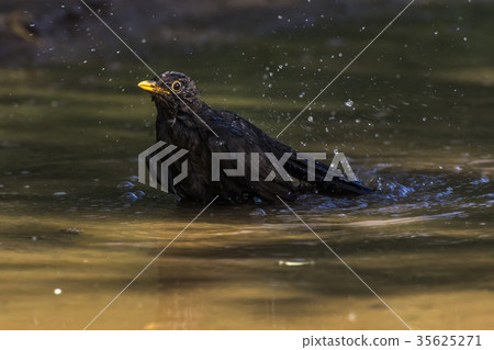 Blackbird (Turdus merula) Blackbird (Turdus merula) 35625271
