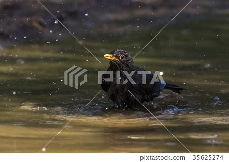 Blackbird (Turdus merula) 35625274