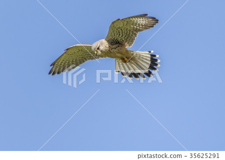 Common krestel (Falco tinnunculus) Common krestel (Falco tinnunculus) 35625291