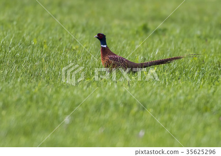 Common pheasant (Fasanius colchicus) 35625296