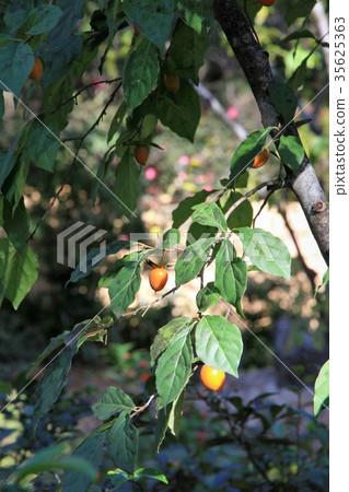 Princess persimmon 35625363