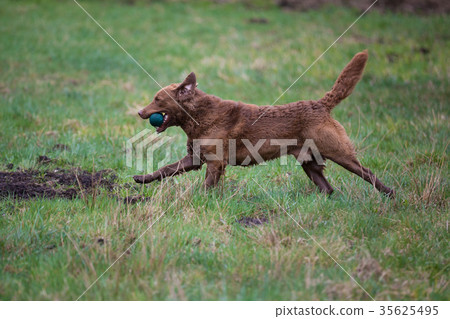 Dog on the run.  35625495