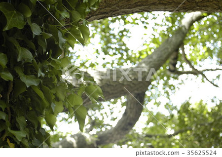 藤蔓植物纏繞在樹上1 35625524