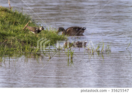 Lapwing (Vanellus vanellus) 35625547