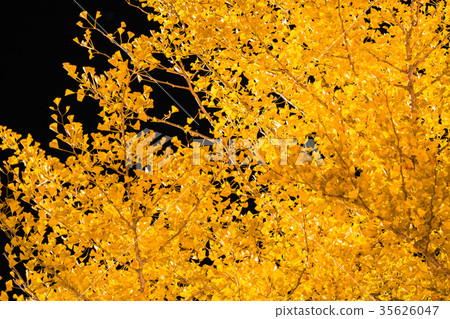 Golden ginkgo Golden ginkgo 35626047