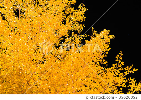 Golden ginkgo Golden ginkgo 35626052