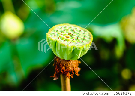 Lotus shower Lotus shower 35626172