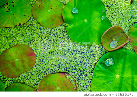 Green lotus leave and duckweed Green lotus leave and duckweed 35626173