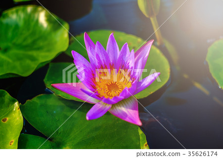 Purple lotus Purple lotus 35626174