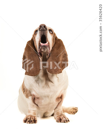 Basset hound sitting and singing 35626420