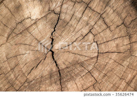 Closed up of brown aging tree bark background 35626474